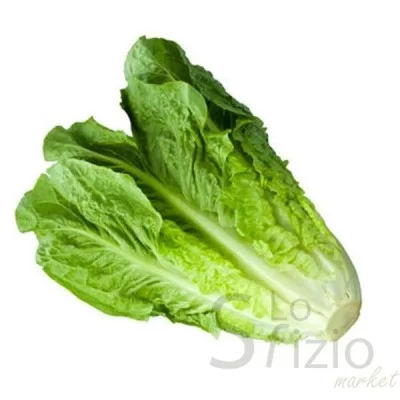 ROMAN LETTUCE 1 PC
