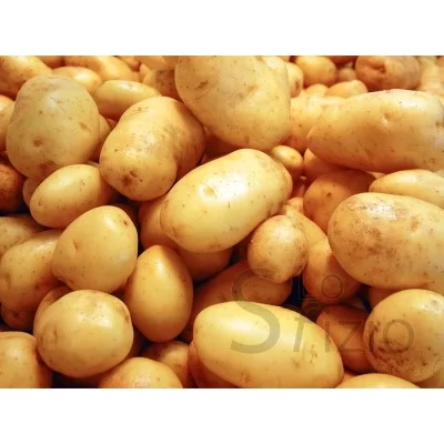 PATATE NOVELLE