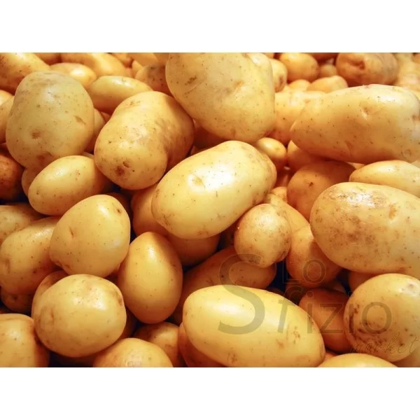 PATATE NOVELLE