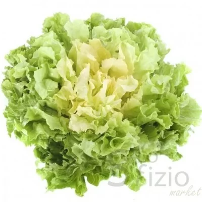 Fresh Escarole